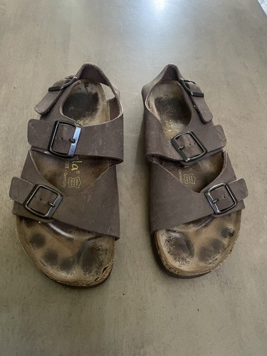Betula birkenstock woogie - betula,